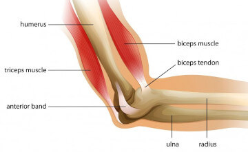 arm anatomy