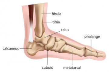 foot anatomy