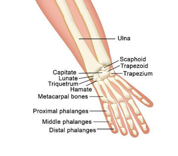 hand anatomy