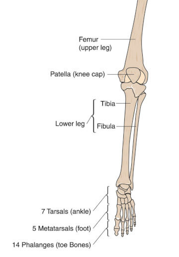 leg anatomy