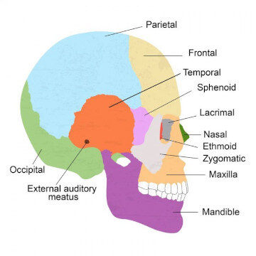 skull anatomy